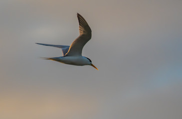 Obraz premium Crested Tern in the Early Morning Light