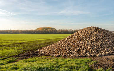 Large heap of harvested sugar beets waiting for transport to the sugar factory