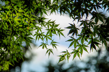 塔ノ岳 鍋割山 11