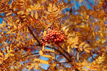 Red rowan at fall season.