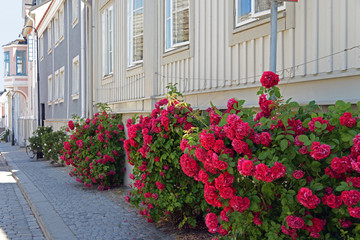 Hübsche Straße mit Rosen in Karlshamn Schweden