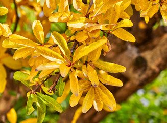 yellow autumn tree leaves close up, natural background