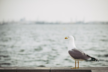 Mouette au bord de l'eau