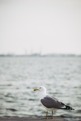 Mouette au bord de la mer