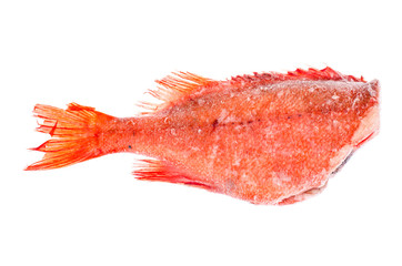 Frozen red sea bass
