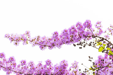 Lagerstroemia floribunda flower, also known as Thai crape myrtle and kedah bungor, is a species of flowering plant in the Lythraceae family. It is native of the tropical region of Southeast Asia