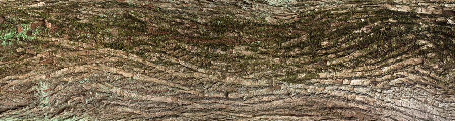 Embossed texture of the brown bark of a tree with green moss and lichen on it. Panoramic photo of relief creative texture of an  bark.