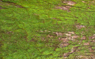 Embossed texture of the brown bark of a tree with green moss and lichen on it. Panoramic photo of relief creative texture of an oak bark.