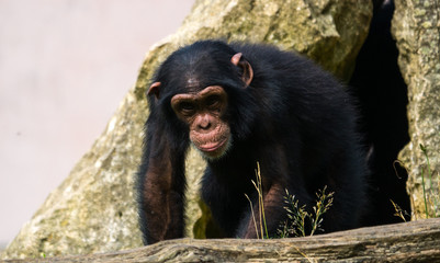 Chimpanzé