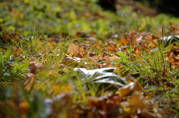 Autumn foliage close-up.