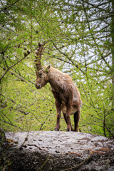 stambecco nel parco nazionale del Gran Paradiso