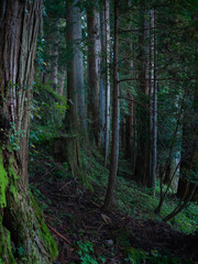 Obraz premium Ciemny las, sosny z bliska