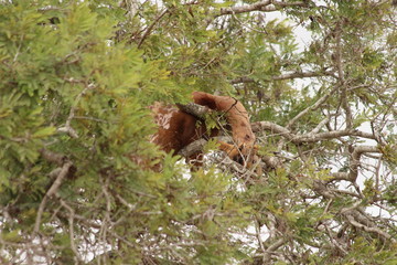 Obraz premium Carcass of impala in a tree