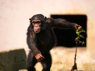 Chimpanzé