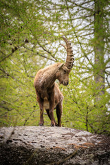 stambecco nel parco nazionale del Gran Paradiso