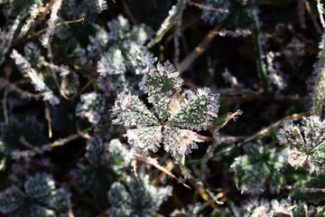 Frozen last autumn leaves in ice crystals.