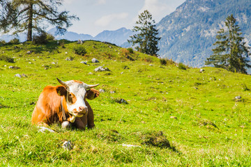cows in the green meadows of the alps © ihorga