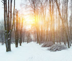 Alley of originally formed trees