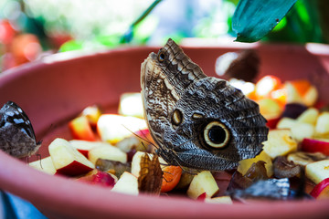 pretty butterfly perched on green leaf in the garden