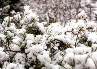 Spruce tree needles with snow in forest, Czech Republic
