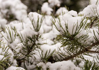 Spruce tree needles with snow in forest, Czech Republic