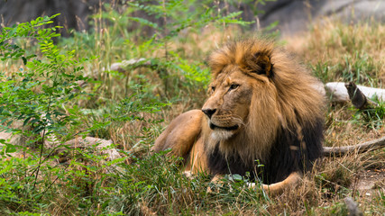 Lion king of the wild resting i the shrubs