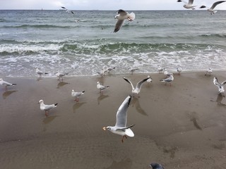 Flying seagulls on the beach in Gdynia. Cloudy day