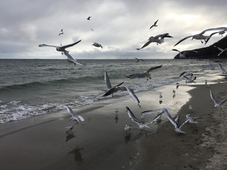 Flying seagulls on the beach in Gdynia. Cloudy day