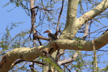 hornbill on a branch