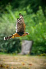 falcon in flight sharp with blurred forest background