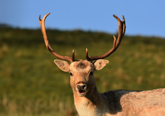 Fallow deer stag close up