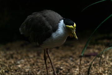 dramatic crane walking on the brown forest ground