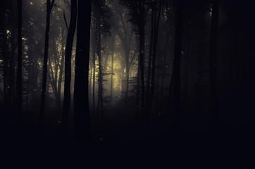 dark scary woods at night