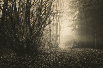 mysterious forest path landscape