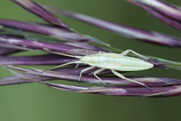 Elongate grass bug nymph, Notostira elongata