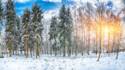 Christmas trees covered with snow in the city park