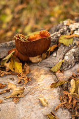 Champignon