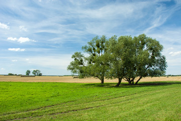 Fototapeta na wymiar Group of trees growing on a meadow