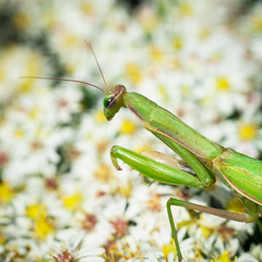 Pray mantis looking for insects