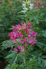 Cleome