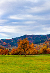 Eintag in Schwarzwald 
