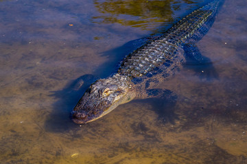 A large American Alligator in Orlando, Florida