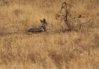 Jackal in Africa