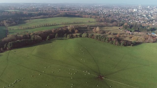 Flying over sheep grazing in a field at Chatelherault country park.