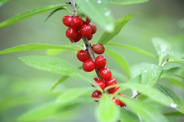 Fruits of Daphne mezereum, commonly known as February daphne, mezereon, mezereum, spurge laurel or spurge olive