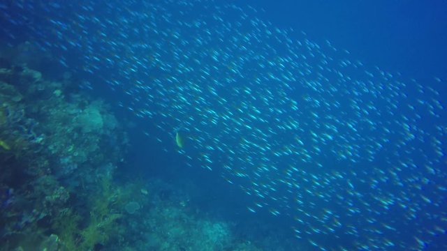 Coral reef and fish underwater in tropical Pacific Ocean 