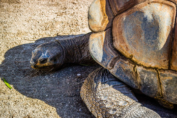A huge Galapagos Tortoise in Orlando, Florida