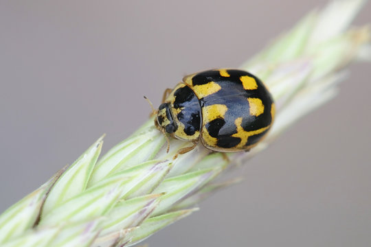 14-spotted ladybird beetle, Propylea quatuordecimpunctata