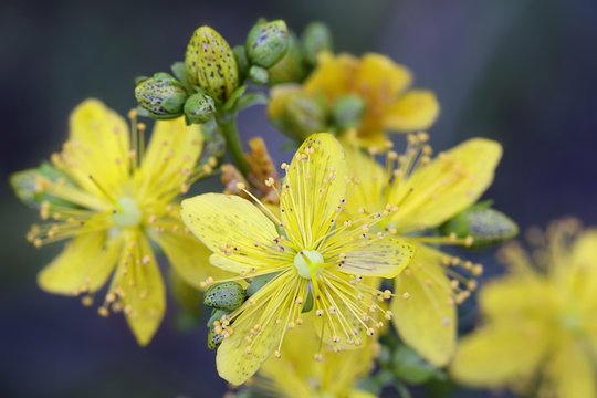 Hypericum maculatum, commonly known as imperforate St John's-wort or spotted St. Johnswort, a traditional medicinal plant