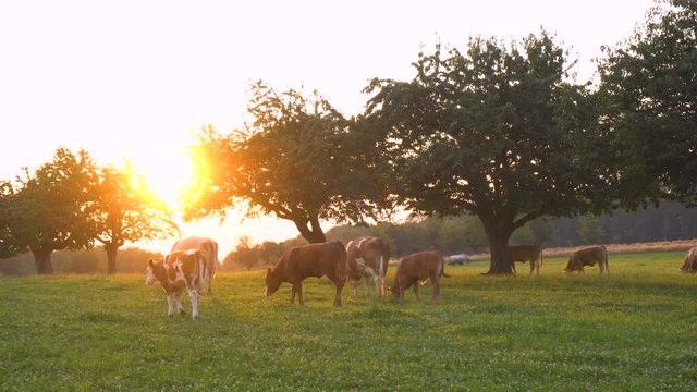 Grass Fed Organic Farming Cows Grazing on Meadow During Sunset